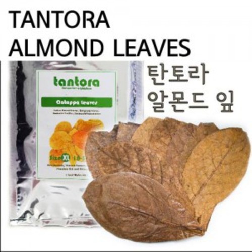 탄토라 알몬드 잎 M