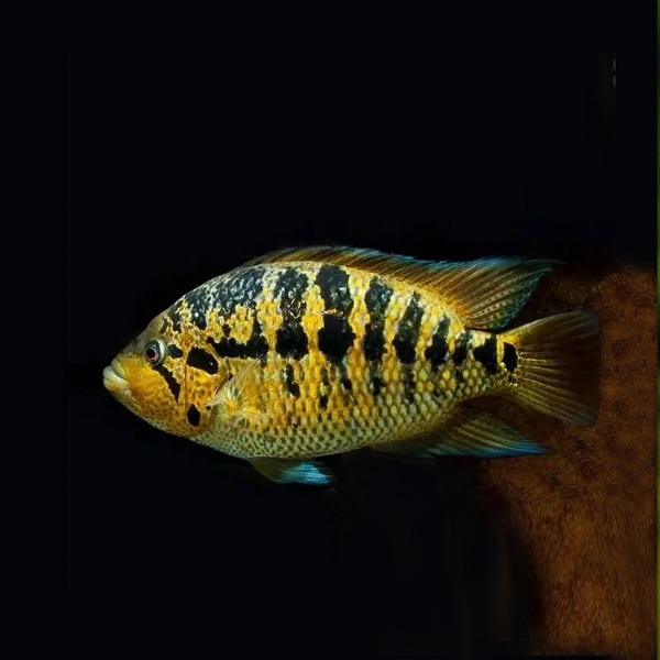 Parachromis friedrichsthalii Protomelas taeniolatus &quot;Boadzulu&quot;