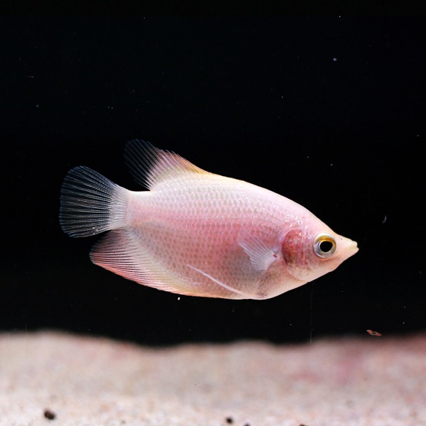 Osphronemus goramy &quot;Gold&quot; Trichogaster microlepis
