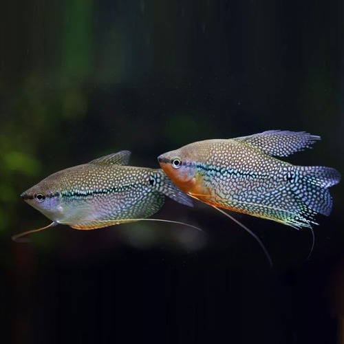 Trichopodus leerii Trichogaster microlepis